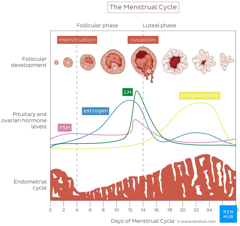 The Menstrual Cycle