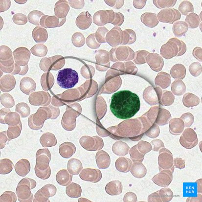 Basophil (Granulocytus basophilus); Image: 