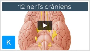 Manipulations des nerfs crâniens Amazon.fr - Manipulations des nerfs crâniens - Barral, Jean