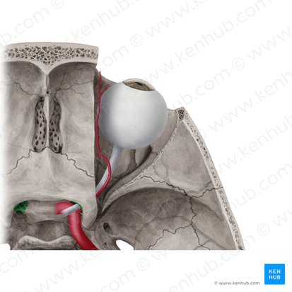 Conducto óptico del hueso esfenoides (Canalis opticus); Imagen: Yousun Koh