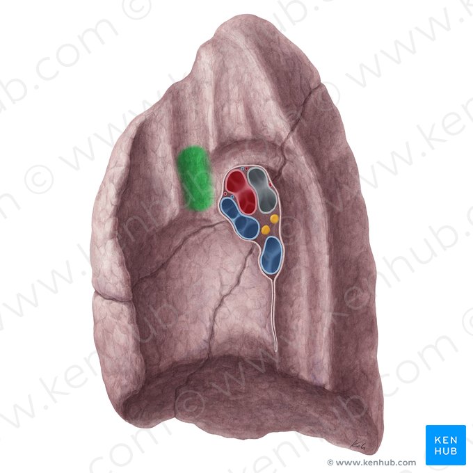 Impression for superior vena cava of right lung (Impressio venae cavae superioris pulmonis dextri); Image: Yousun Koh