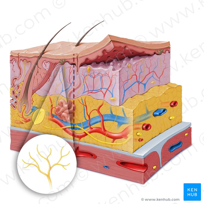 Free nerve ending (Terminatio neuralis libera); Image: Paul Kim