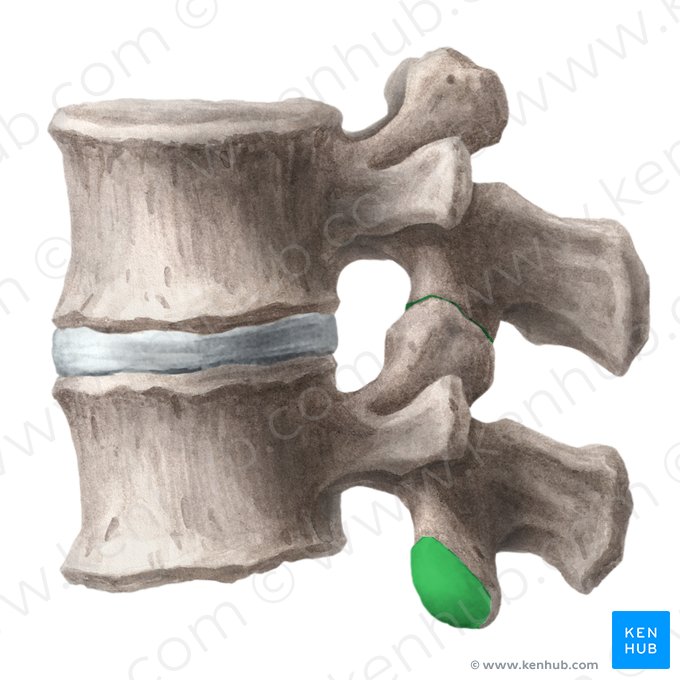 Facies articularis inferior vertebrae (Untere Gelenkfläche des Wirbels); Bild: Liene Znotina