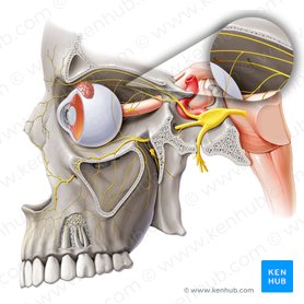 Nervio etmoidal posterior (Nervus ethmoidalis posterior); Imagen: Paul Kim