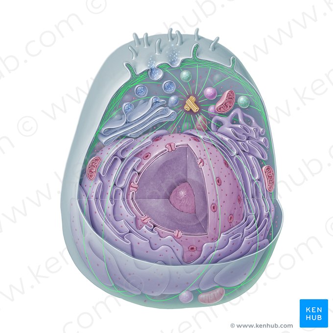 Cytosqulette (Cytoskeleton); Image : Paul Kim