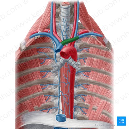 Left brachiocephalic vein (Vena brachiocephalica sinistra); Image: Yousun Koh