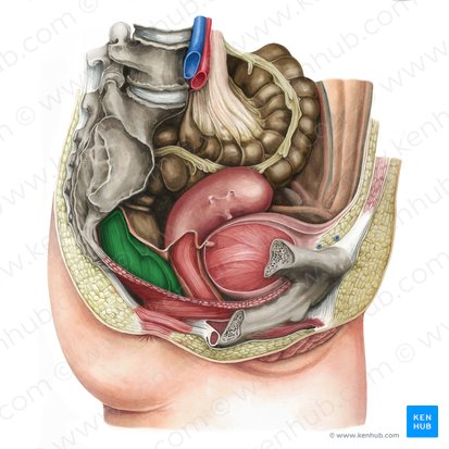 Recto (Rectum); Imagen: Irina Münstermann