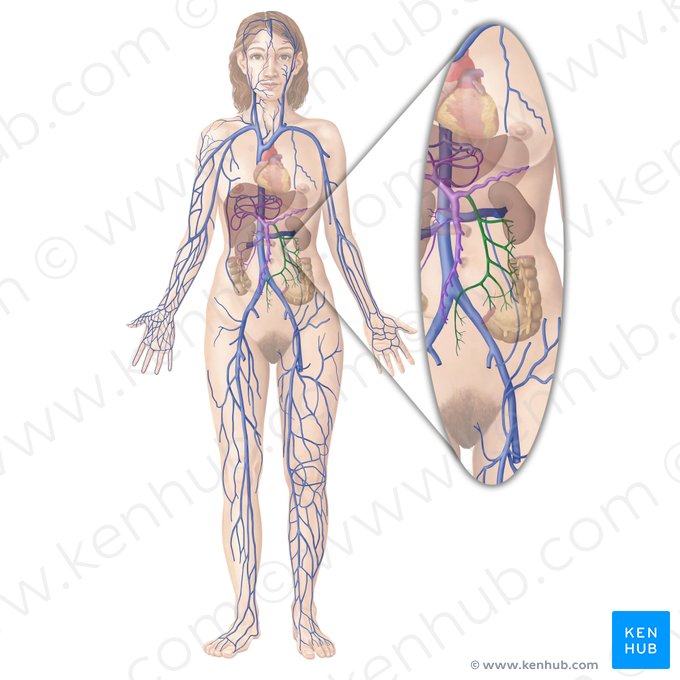 Veia mesentérica inferior (Vena mesenterica inferior); Imagem: Begoña Rodriguez