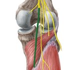 Nervio tibial