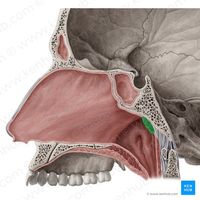 Pharyngeal tonsil (Tonsilla pharyngea); Image: Yousun Koh