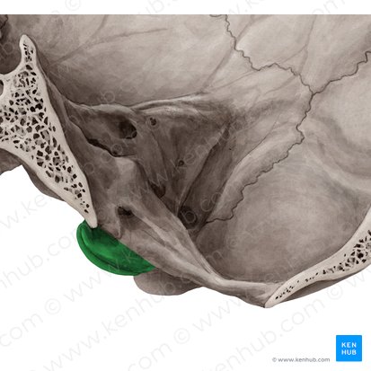 Occipital condyle (Condylus occipitalis); Image: Yousun Koh