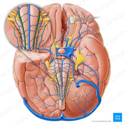 Anterolateral medullary vein (Vena medullaris anterolateralis); Image: Paul Kim