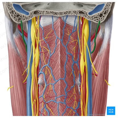 Occipital artery (Arteria occipitalis); Image: Yousun Koh