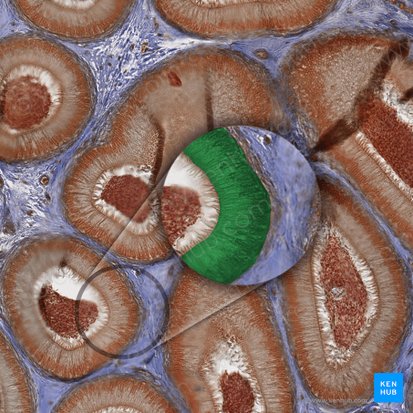 Epithelium pseudostratificatum columnare stereociliatum (Mehrreihig hochprismatisches Epithel (mit Stereozilien)); Bild: 