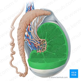 m-nnliche-geschlechtsorgane-anatomie-lage-funktion-kenhub