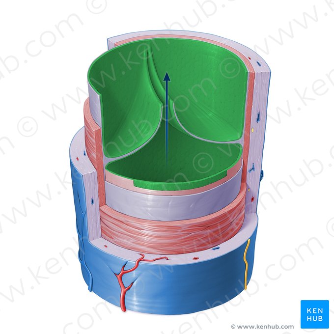 Endotelio de la vena (Endothelium venae); Imagen: Paul Kim