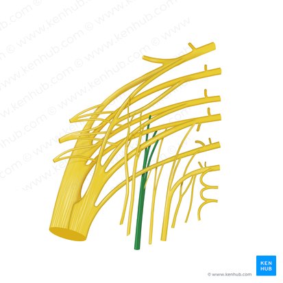 Posterior femoral cutaneous nerve (Nervus cutaneus posterior femoris); Image: Begoña Rodriguez