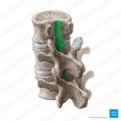 Ligamento longitudinal posterior (Ligamentum longitudinale posterius); Imagen: Liene Znotina