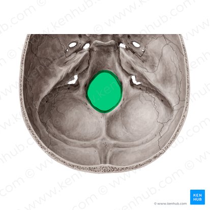 Foramen magnum; Image: Yousun Koh