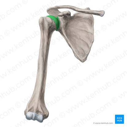 Articulación glenohumeral (Articulatio glenohumeralis); Imagen: Yousun Koh