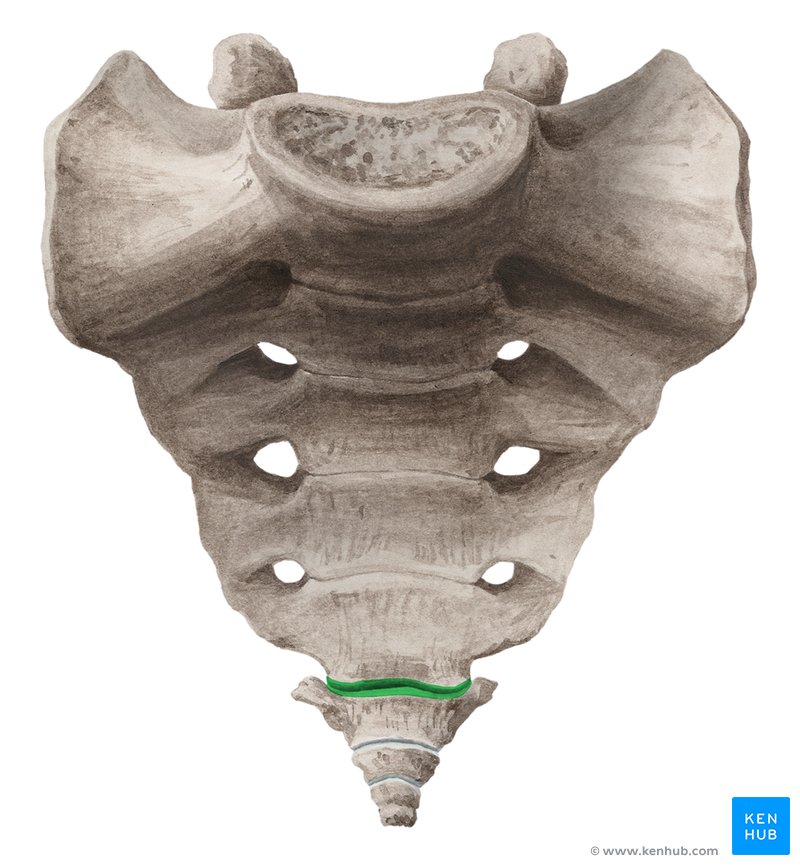 Sacrococcygeal joint (Articulatio sacrococcygea)