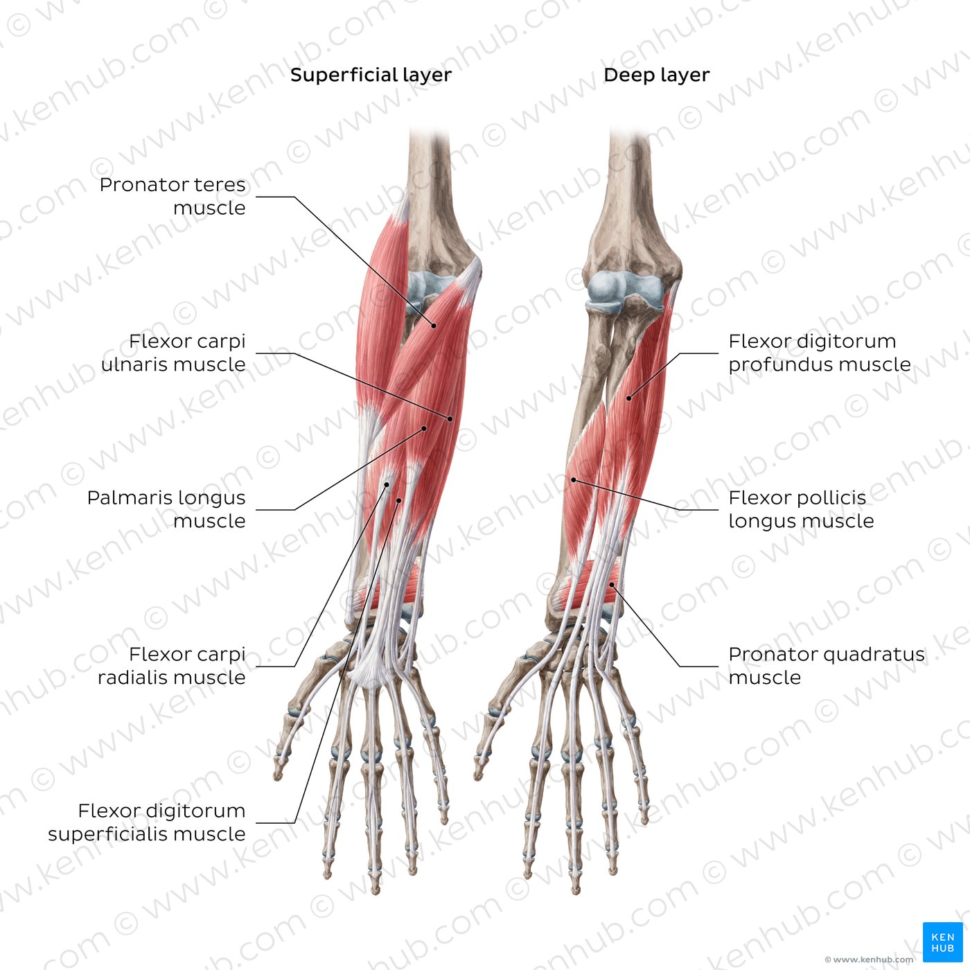 Diagram of the forearm flexors