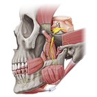 Mandibular nerve