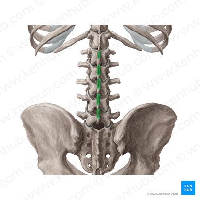 Músculo interespinal lombar (Musculi interspinales lumborum); Imagem: Yousun Koh