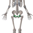 Os pubis (Schambein)