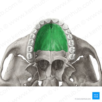 Palatine process of maxilla (Processus palatinus maxillae); Image: Yousun Koh