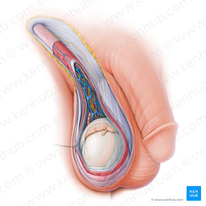 Sistema reprodutor masculino (Male reproductive system); Imagem: Paul Kim