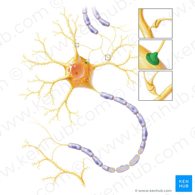Axosomatic synapse (Synapsis axosomatica); Image: Paul Kim