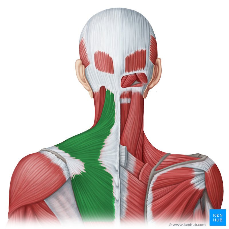 Muscle top of shoulder neck best sale