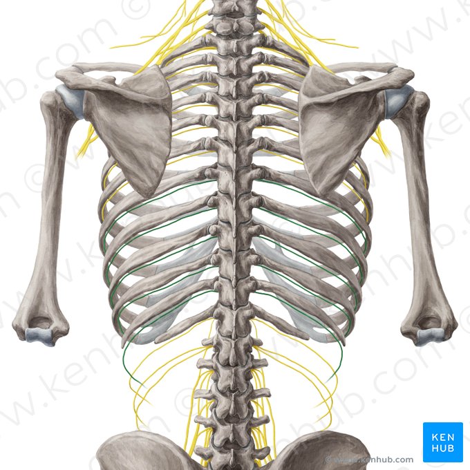 7th-11th intercostal nerves (Nervi intercostales 7-11); Image: Yousun Koh