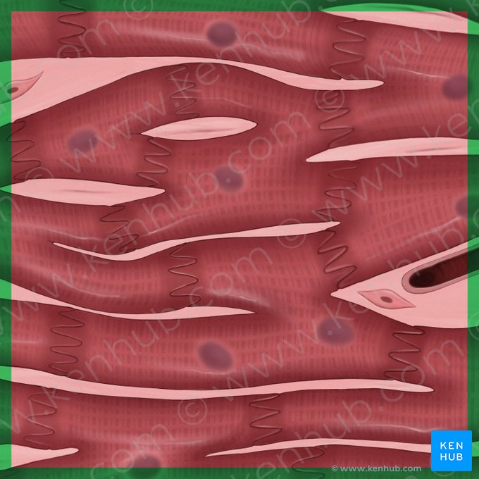 Cardiac muscle (Textus muscularis cardiacus); Image: Tal Bavli Ziv