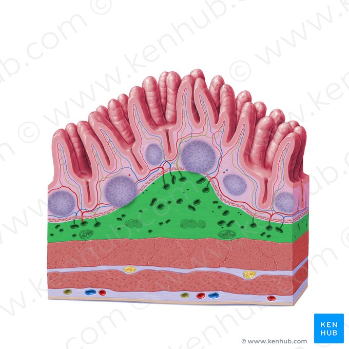 Submucosa (Tela submucosa); Imagen: Paul Kim