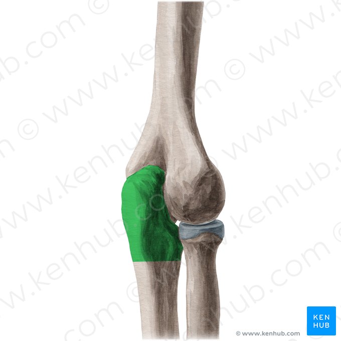 Olécrano da ulna (Olecranon ulnae); Imagem: Yousun Koh