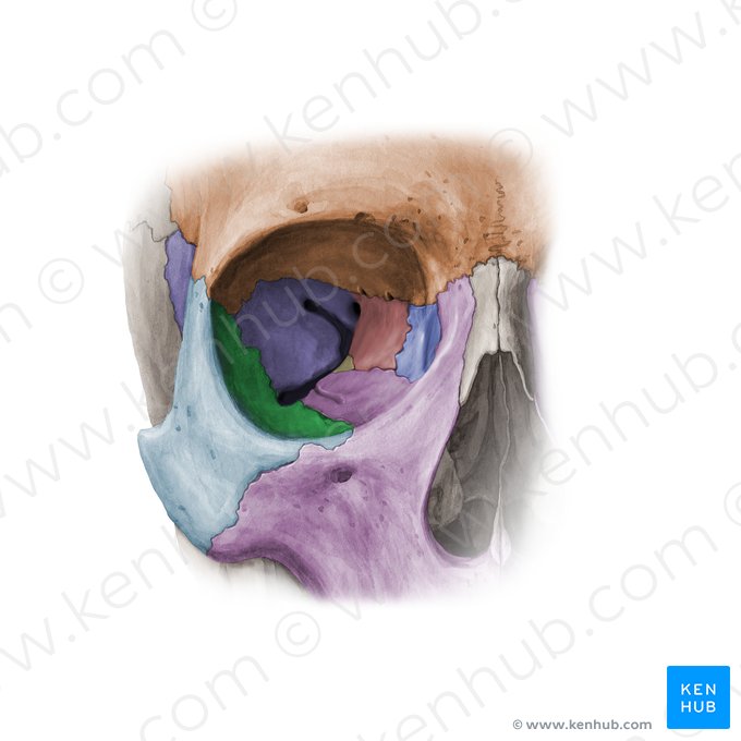Facies orbitalis ossis zygomatici (Augenhöhlenfläche des Jochbeins); Bild: Paul Kim