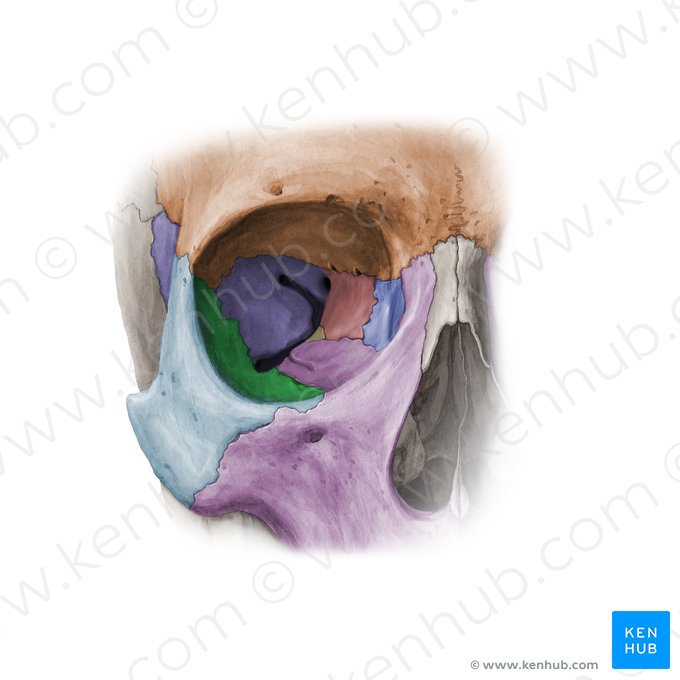 Superfície orbital do osso zigomático (Facies orbitalis ossis zygomatici); Imagem: Paul Kim