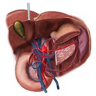 Hepatic portal system