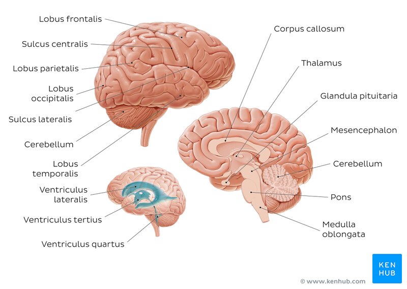 Diagramm des Hirns mit Bezeichnung der einzelnen Strukturen