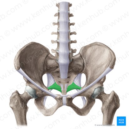 Ligamento sacroespinoso (Ligamentum sacrospinale); Imagen: Liene Znotina