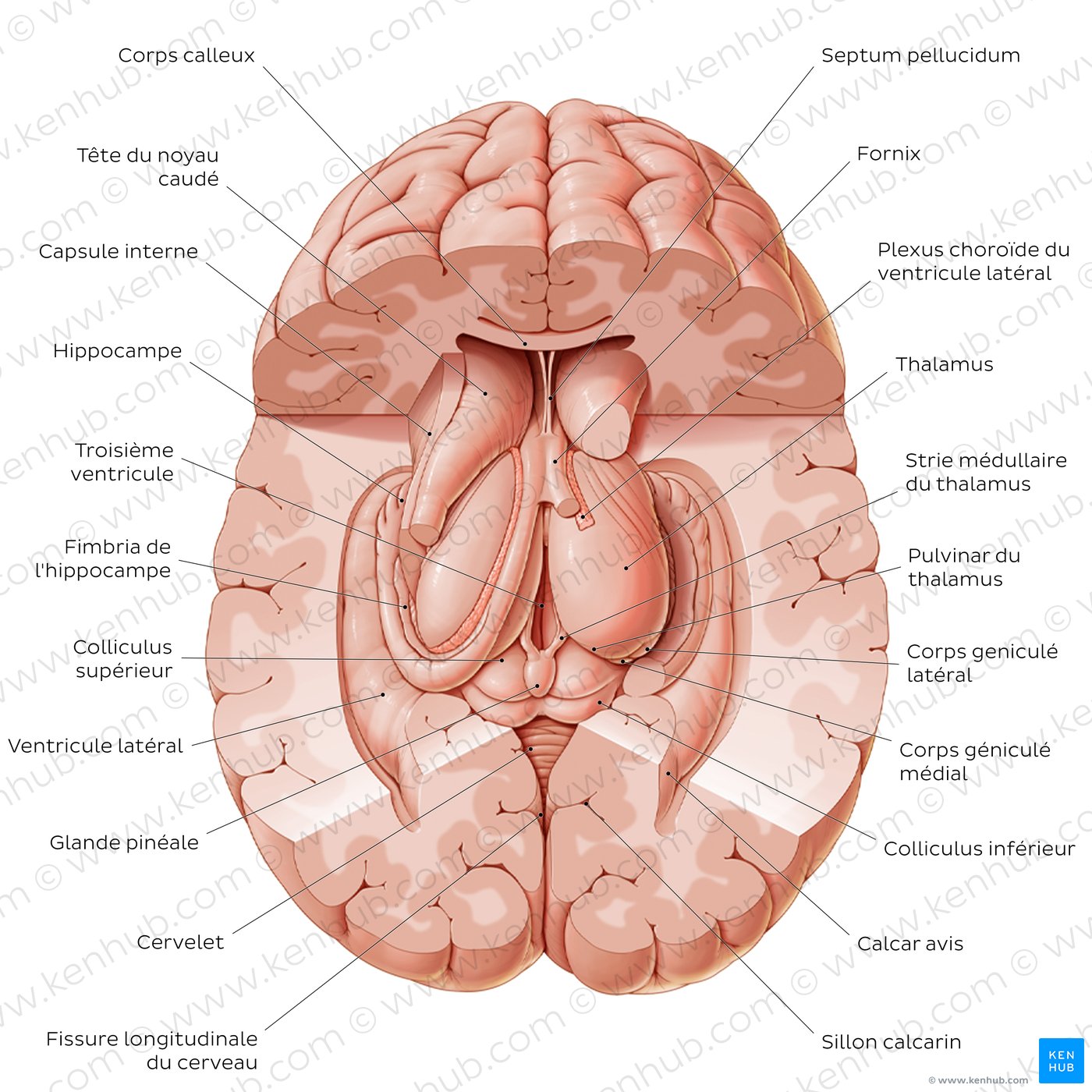 Thalamus and related structures (superior view)