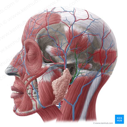 Posterior auricular artery (Arteria auricularis posterior); Image: Yousun Koh