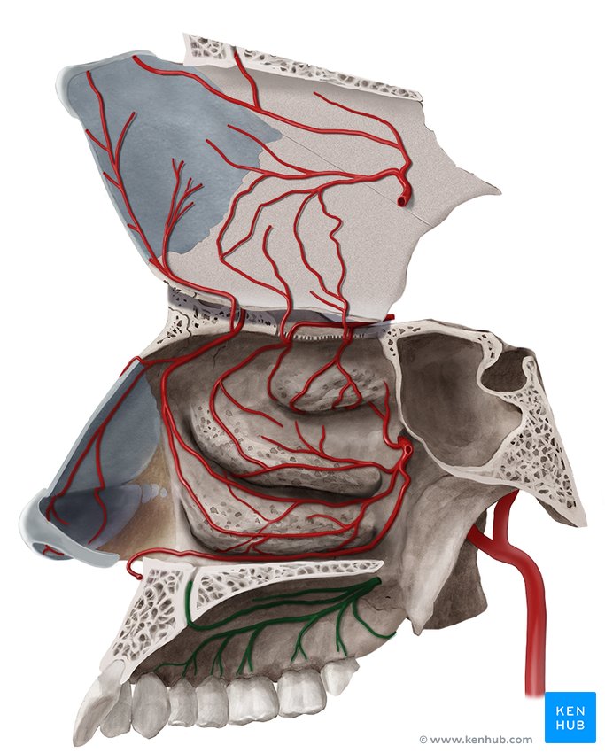 Greater palatine artery - medial view