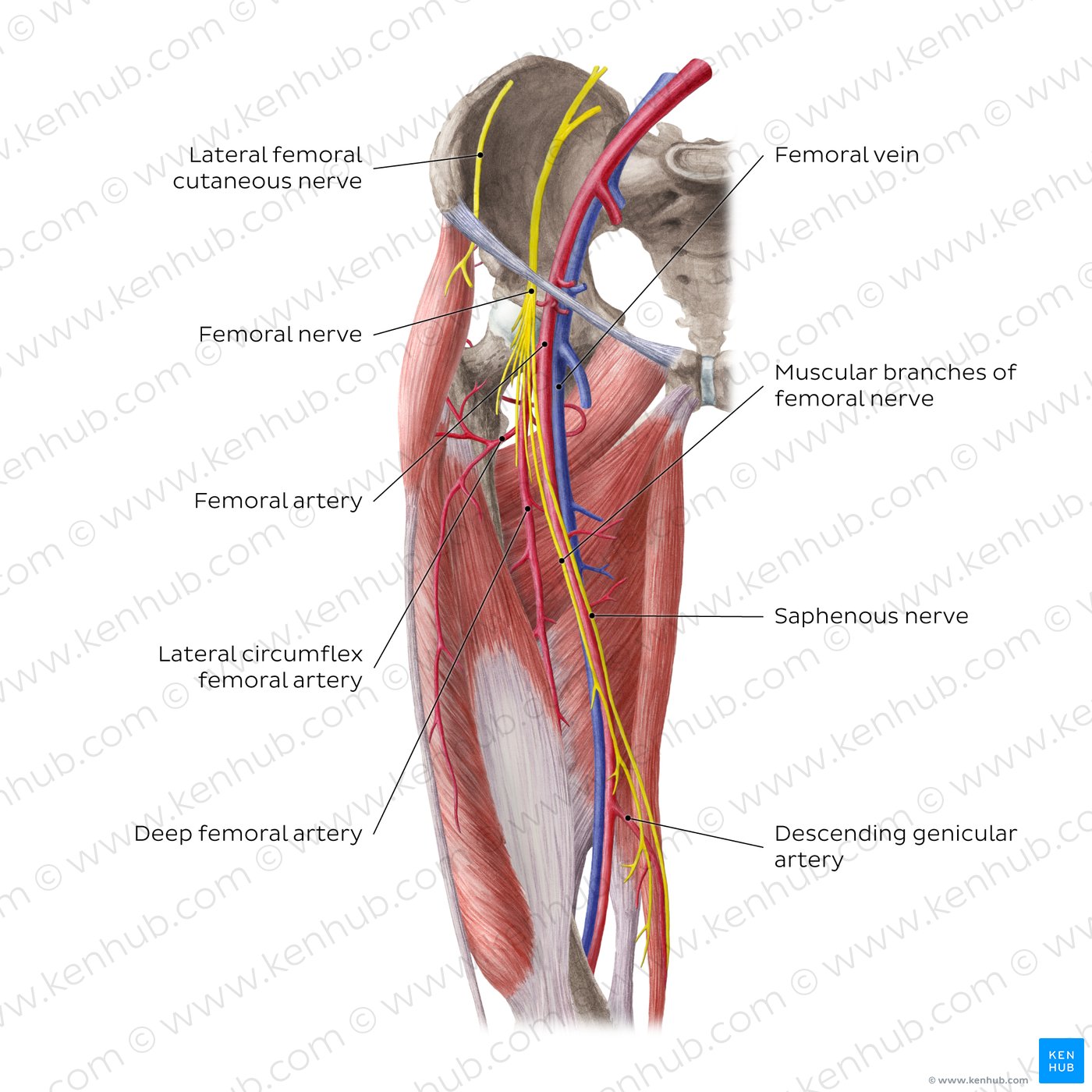 Arteries and nerves of the hip and thigh (anterior view)