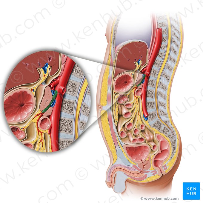 Arteria mesentérica superior (Arteria mesenterica superior); Imagen: Paul Kim
