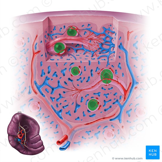 Splenic lymphoid nodule (Nodulus lymphoideus splenicus); Image: Paul Kim