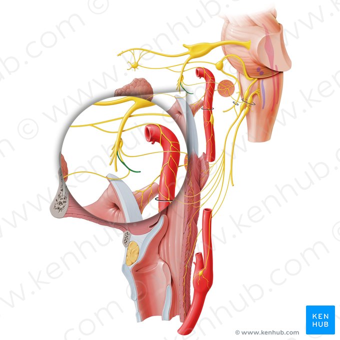 Nervio auriculotemporal (Nervus auriculotemporalis); Imagen: Paul Kim