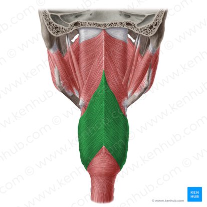 Parte tireofaríngea do músculo constritor inferior da farínge (Pars thyropharyngea musculi constrictoris pharyngis inferioris); Imagem: Yousun Koh